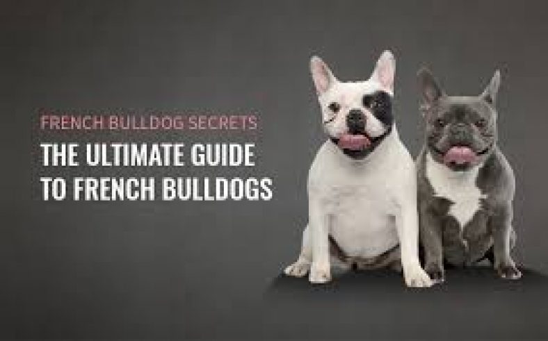French Bulldog Secrets – The Ultimate Guide