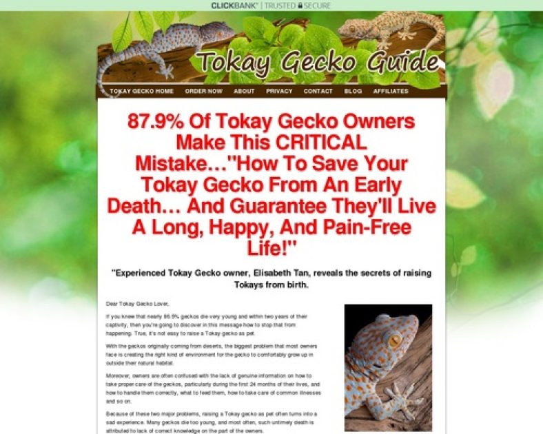 Tokay Gecko Lizard Care Information